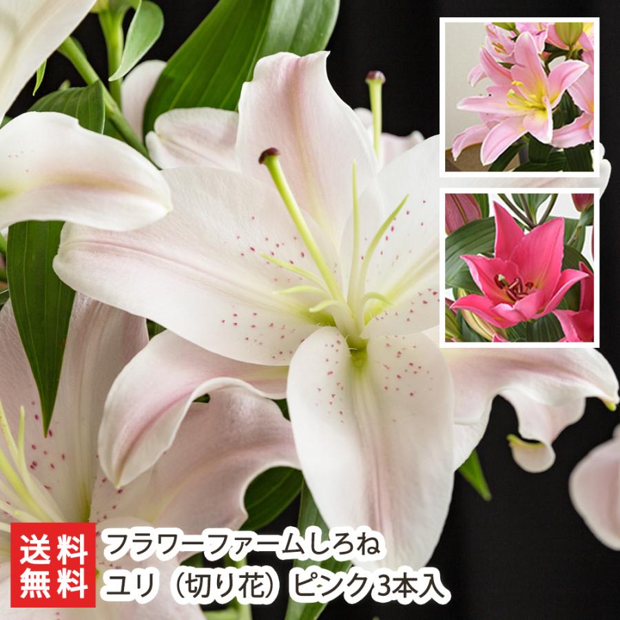 ユリ（切り花）ピンク 3本入/フラワーファームしろね/後払い決済不可