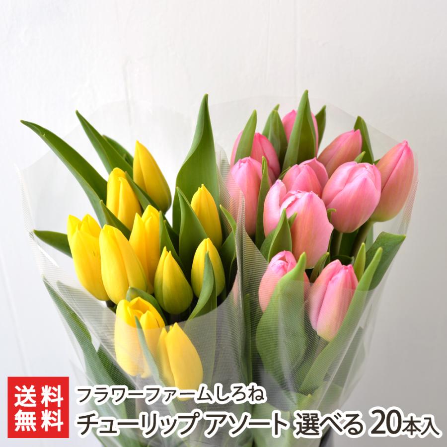 チューリップ アソート 選べる本入り 10本 2束 花の色と組み合わせをお選びください フラワーファームしろね 後払い決済不可 送料無料 0619 003 04 新潟直送計画 通販 Yahoo ショッピング