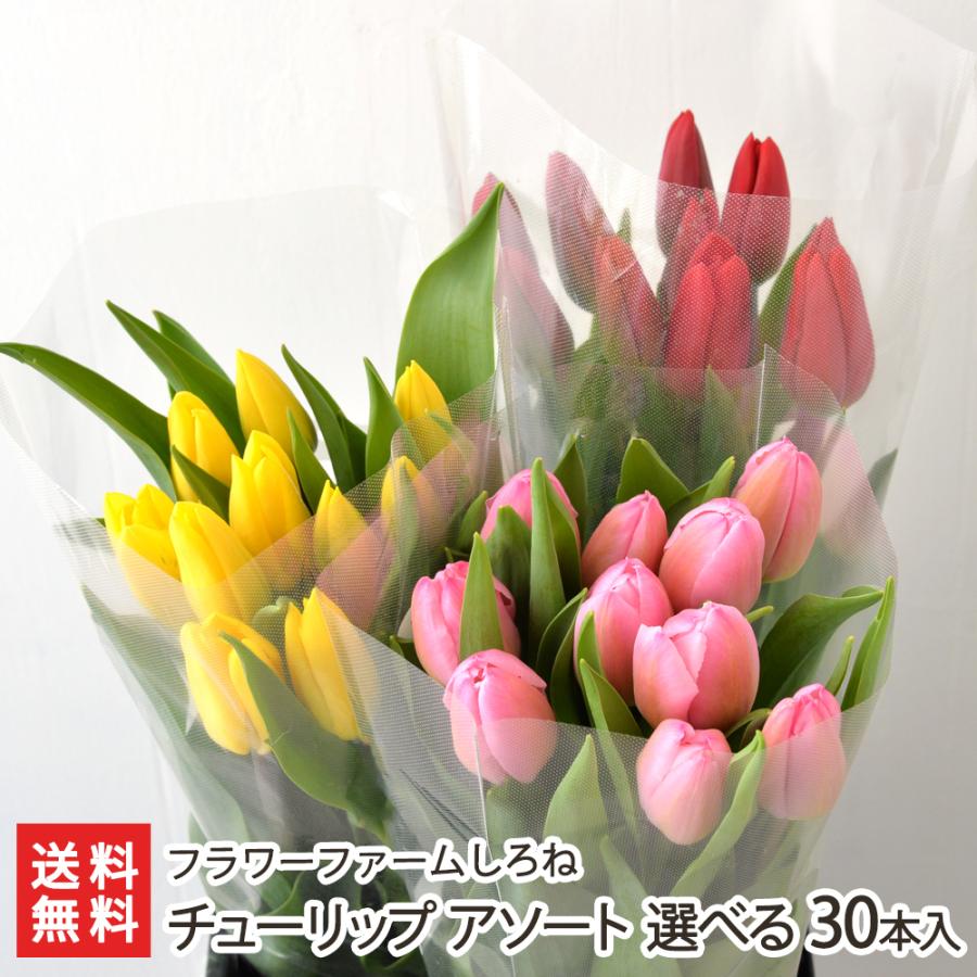 チューリップ アソート 選べる30本入り（10本×3束※花の色と組み合わせ