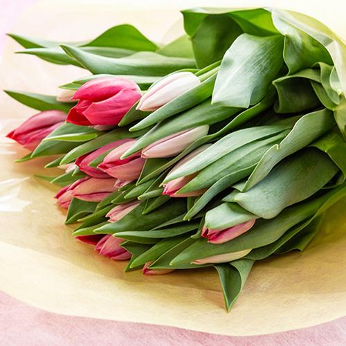 注目ブランド 生花 花言葉は 思いやり 素敵なチューリップをぜひギフトにどうぞ チューリップ ラッピング 15本入り 花の色をお選びください フラワーファームしろね 後払い決済不可 送料無料 Www Threeriversofs Com