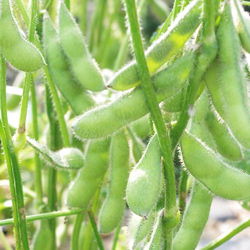 新潟産 枝豆 早生品種 1kg/えだまめ/久保農園/送料無料 : 新潟直送計画