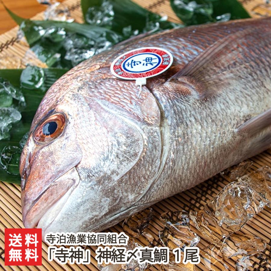 驚きの価格が実現 見るからに立派な真鯛を 職人が丁寧に神経〆 寺神 神経〆真鯛 寺泊漁業協同組合 料無料 1尾 魚介類 海産物 Adiljaya Co Id