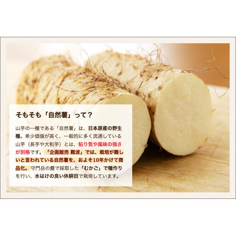 新潟県産 自然薯 1本（竹筒入り・1本あたり700g以上）/企画販売