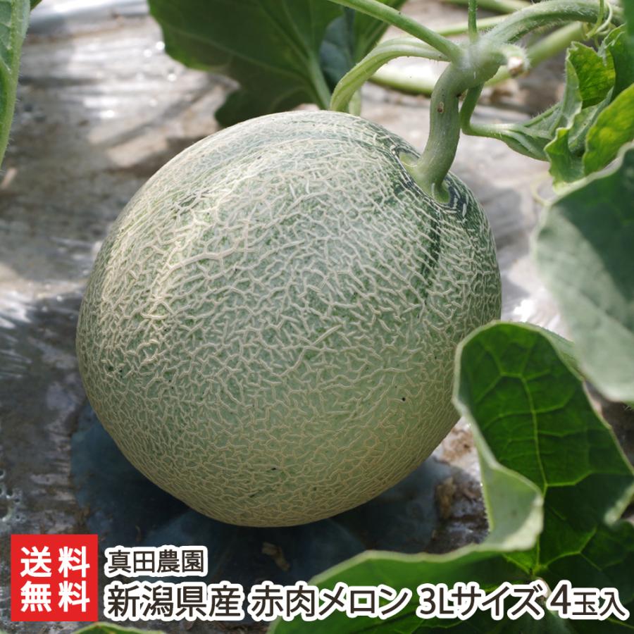 新潟県産 赤肉メロン 3Lサイズ 4玉入/真田農園/代金引換決済不可/送料
