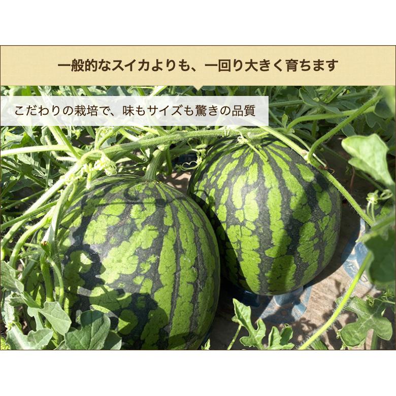 新潟県産スイカ 赤小玉 2玉入り/有限会社ナカノフーズ/送料無料 父の日 お中元｜niigata-shop｜07