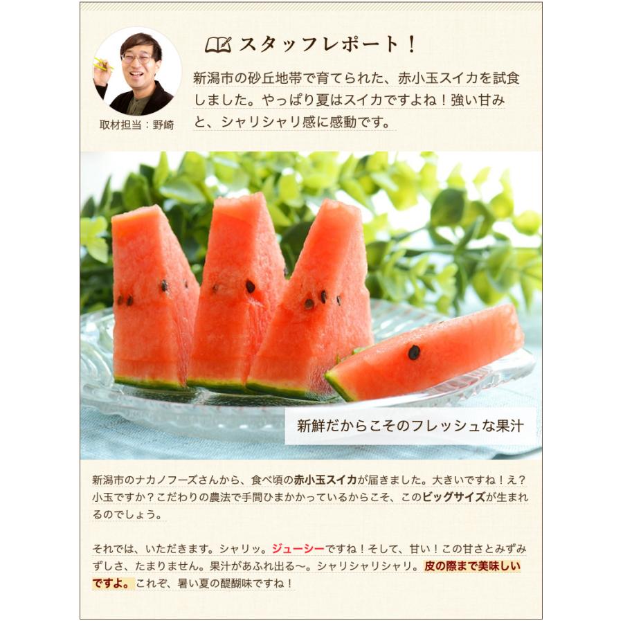 新潟県産スイカ 赤小玉 2玉入り/有限会社ナカノフーズ/送料無料 : 新潟 