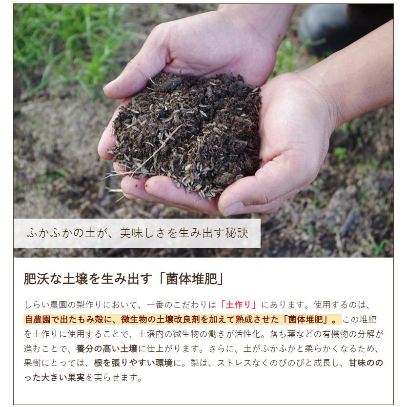 【差し上げる用】豊水 10kg（16〜36玉）/しらい栽培所/貨物輸送無料
