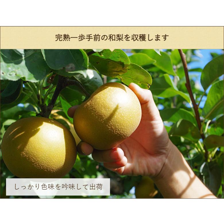 【差し上げる用】豊水 10kg（16〜36玉）/しらい栽培所/貨物輸送無料