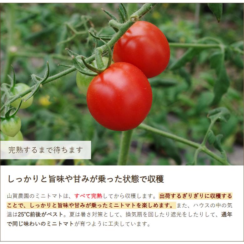 新潟県産 ミニトマト「紅まるこ」2kg 山賀農園 代金引換決済不可 送料無料