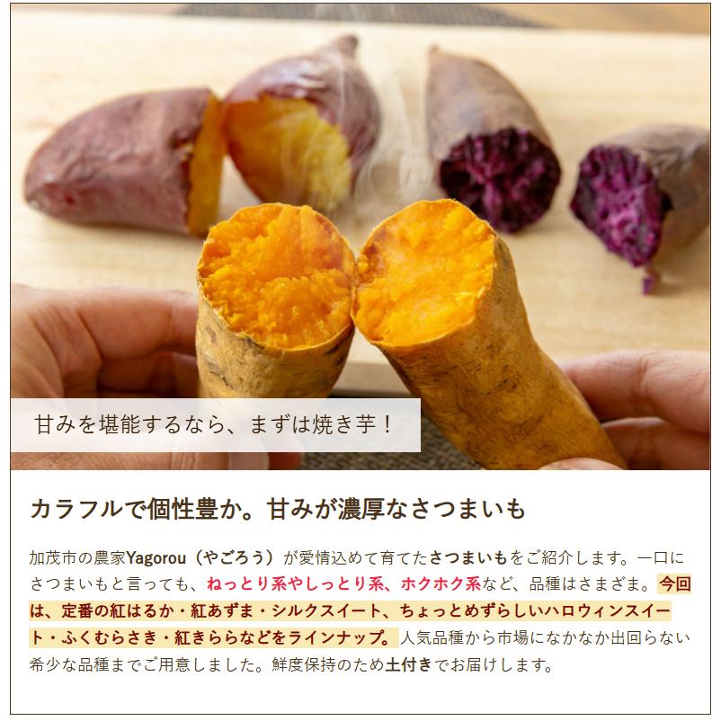 家庭用】新潟県産さつまいも ハロウィンスイート 4.5kg/Yagorou/送料