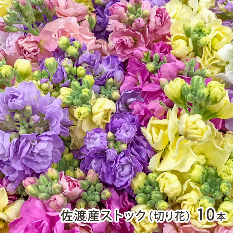 佐渡産 ストック（切り花） 10本 （5本×2束）/佐渡アグリカルチャー