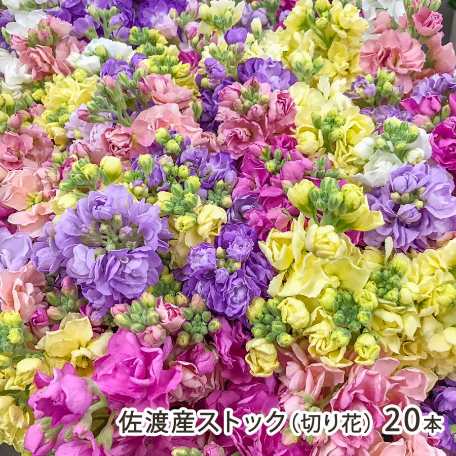 佐渡産 ストック（切り花） 20本 （5本×4束）/佐渡アグリカルチャー