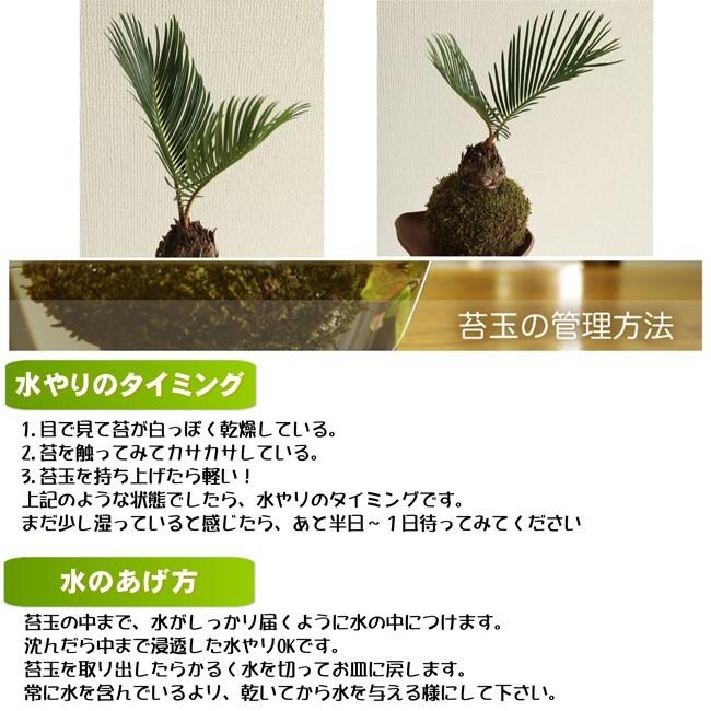 苔玉 ソテツ 南国の風 種子島産 Sote ニイガタゼロニイゴ 通販 Yahoo ショッピング