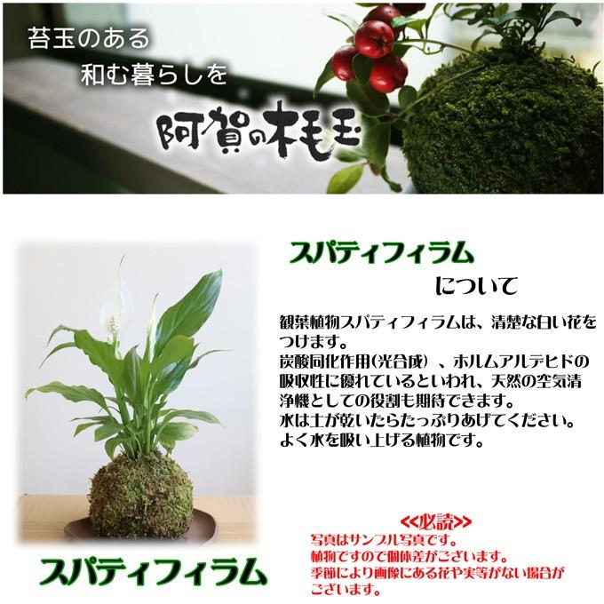 最安値に挑戦 苔玉 スパティフィラム 風水で運気アップ 大人気の苔玉 限定タイムセール