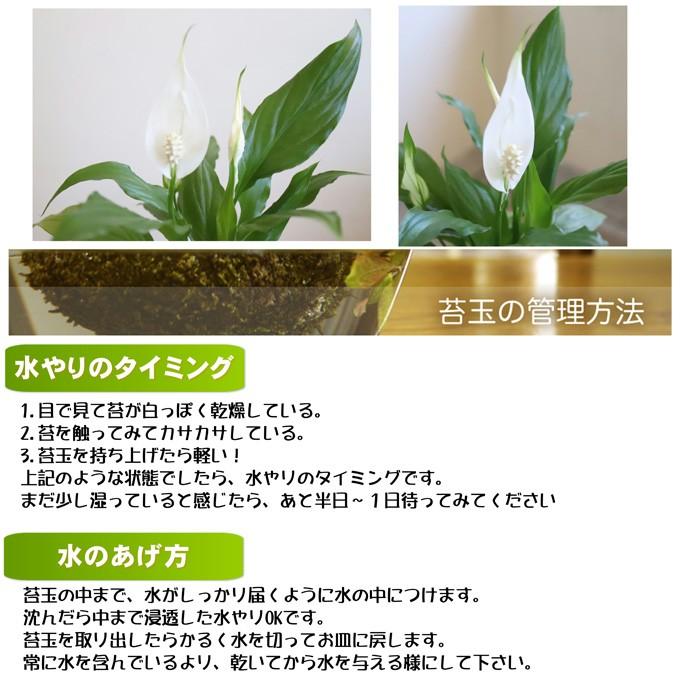 苔玉 スパティフィラム 風水で運気アップ 大人気の苔玉 Supa ニイガタゼロニイゴ 通販 Yahoo ショッピング