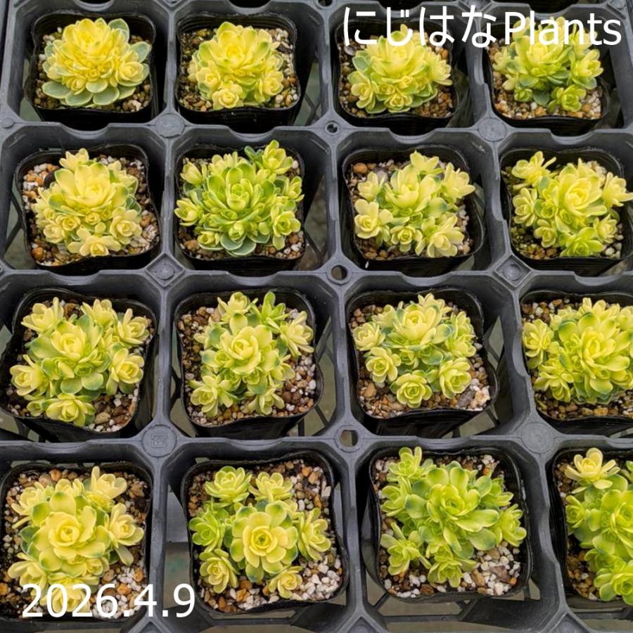 アエオニウム 斑入りドドランターレ（グリーノビア ドドランタリス）（Yahoo!・にじはなPlants）
