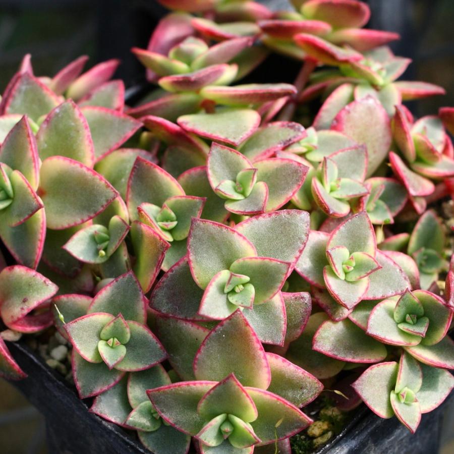 クラッスラ ペルシダ錦 : にじはなPlants - 通販 - Yahoo!ショッピング
