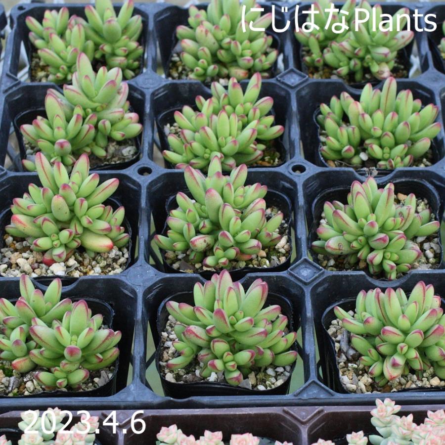 クラッスラ 'ルドリッツ' : にじはなPlants - 通販 - Yahoo!ショッピング