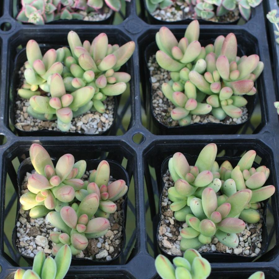 クラッスラ ヘレイ : にじはなPlants - 通販 - Yahoo!ショッピング