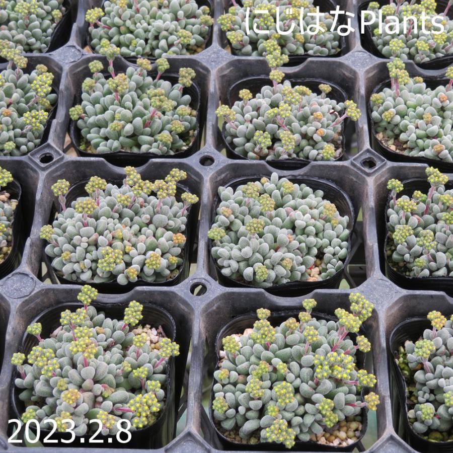 クラッスラ コンプトニー : にじはなPlants - 通販 - Yahoo!ショッピング