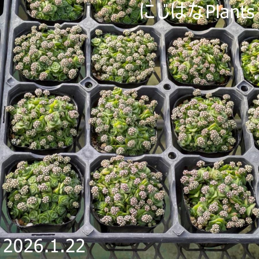 クラッスラ 雪の妖精 : にじはなPlants - 通販 - Yahoo!ショッピング