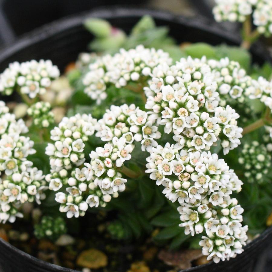 クラッスラ 雪の妖精 : にじはなPlants - 通販 - Yahoo!ショッピング