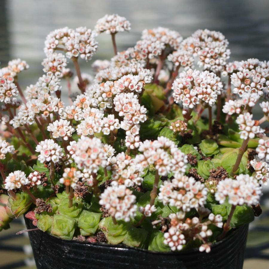 クラッスラ 雪の妖精 : にじはなPlants - 通販 - Yahoo!ショッピング