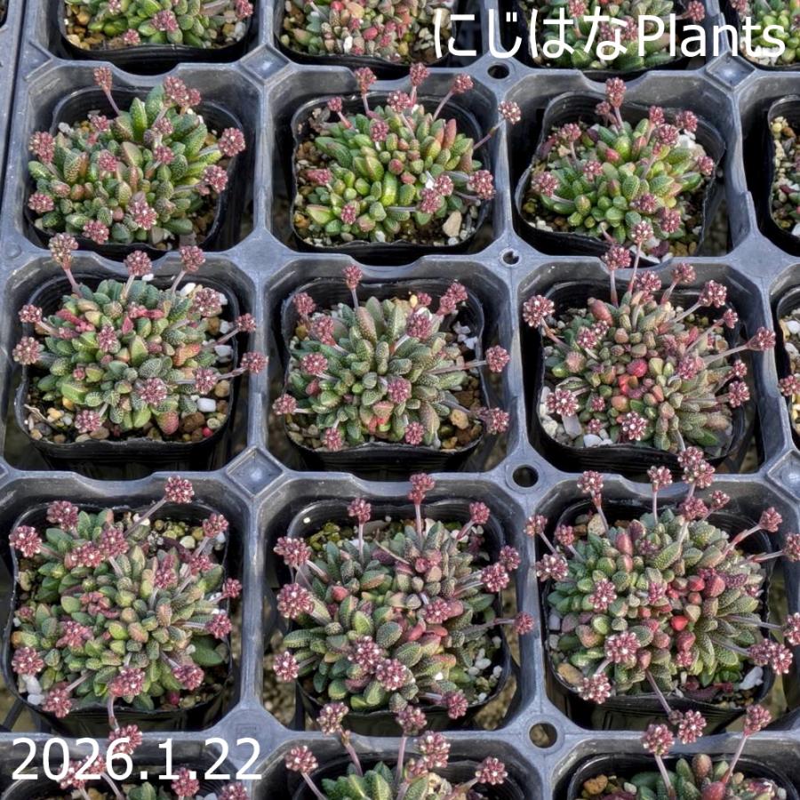 クラッスラ '姫稚児' Crassula sp. C-1166 : にじはなPlants - 通販