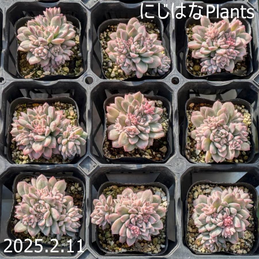エケベリア プロリフィカ錦 : にじはなPlants - 通販 - Yahoo エケベリア プロリフィカ錦 : にじはなPlants - 通販 - Yahoo