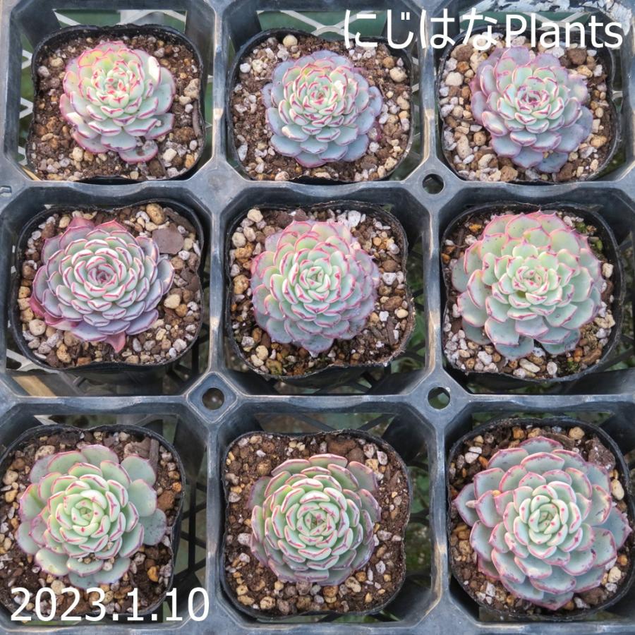 エケベリア セクンダ エル エンシノ Segurosaurora Com