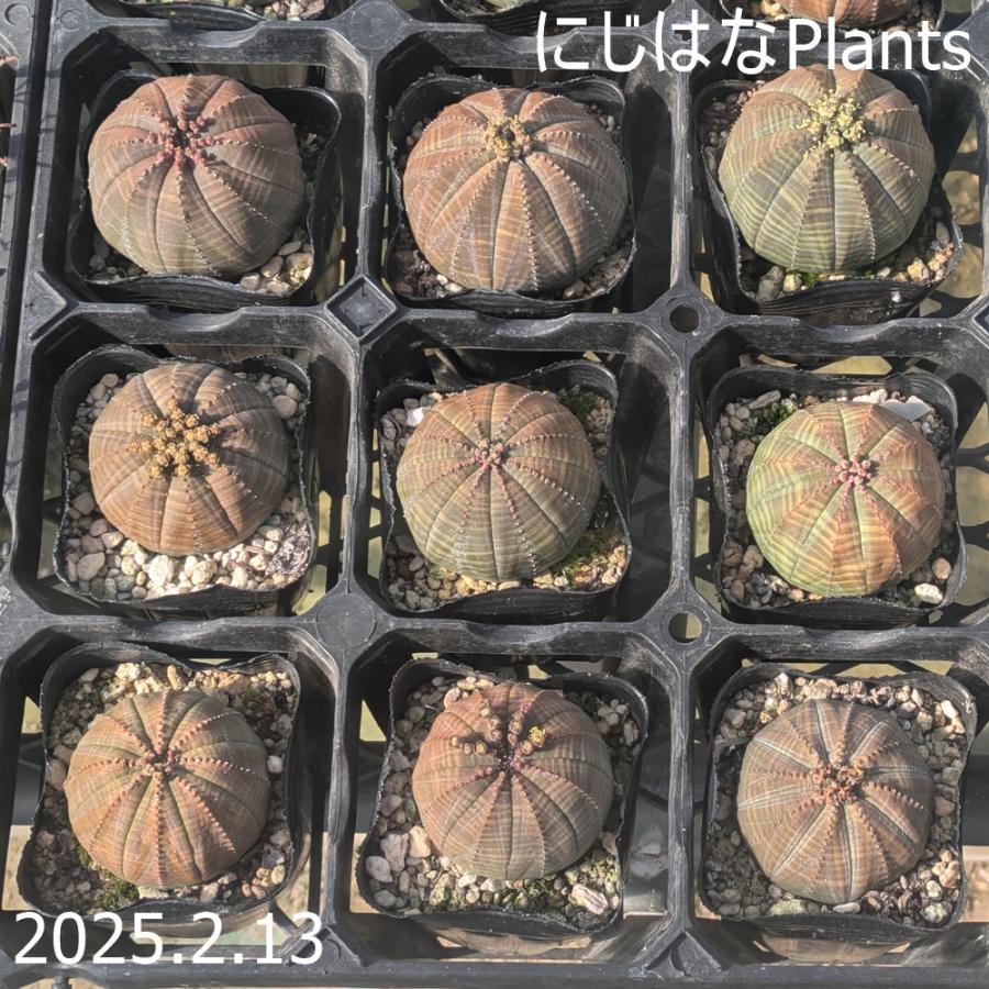ユーフォルビア オベサ 7.5cmポット : にじはなPlants - 通販 - Yahoo