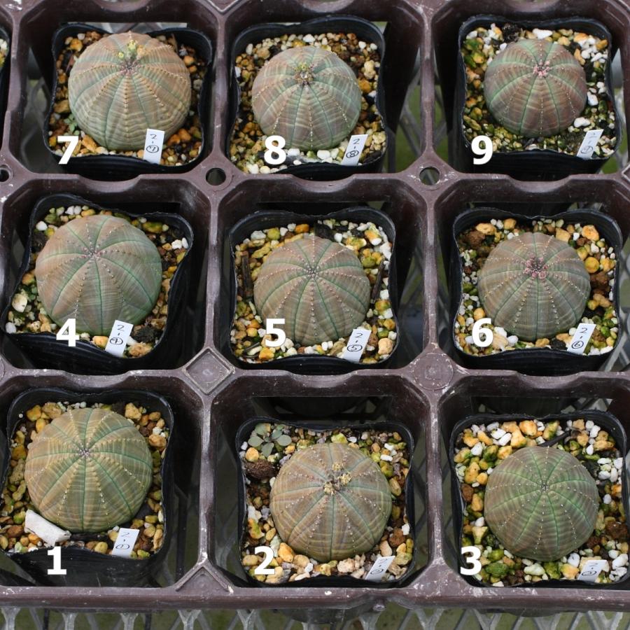 ユーフォルビア オベサ 推奨 2