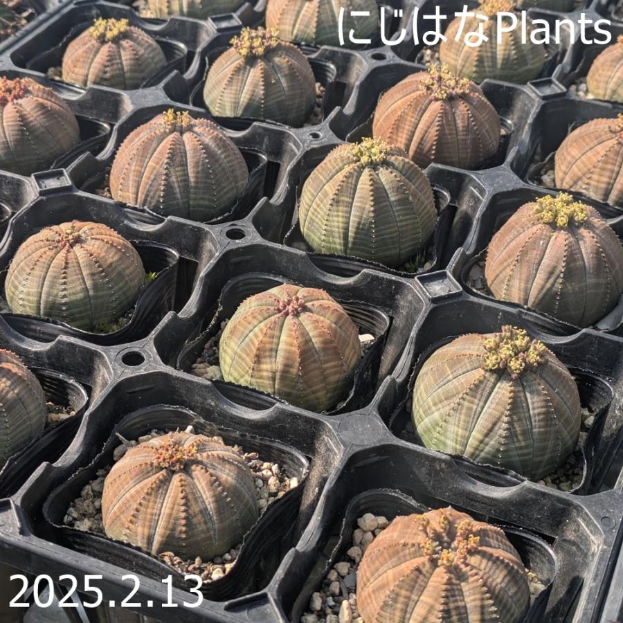 ユーフォルビア オベサ 7.5cmポット : にじはなPlants - 通販 - Yahoo