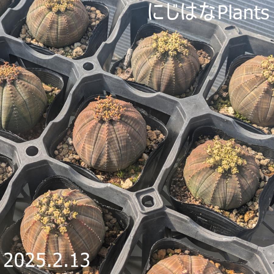 ユーフォルビア オベサ 7.5cmポット : にじはなPlants - 通販 - Yahoo