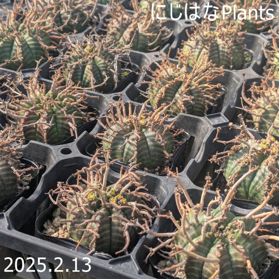 ユーフォルビア メロフォルミス 7.5cmポット : にじはなPlants - 通販