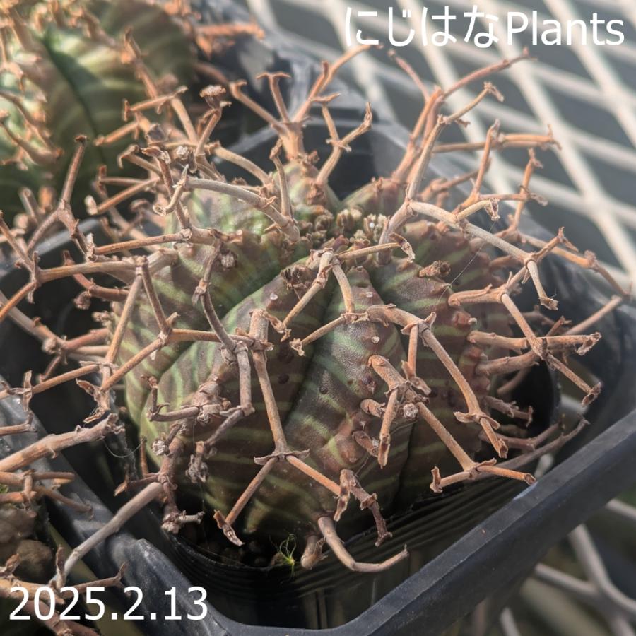 ユーフォルビア メロフォルミス 7.5cmポット : にじはなPlants - 通販