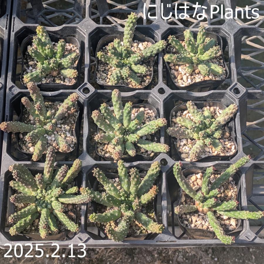 ユーフォルビア イネルミス 7.5cmポット : にじはなPlants - 通販
