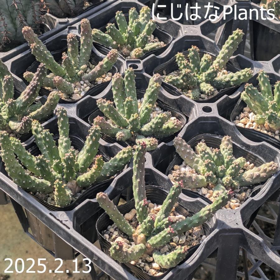 ユーフォルビア イネルミス 7.5cmポット : にじはなPlants - 通販