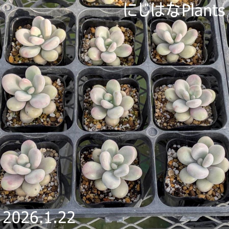 グラプトペタルム アメチスチヌム : にじはなPlants - 通販 - Yahoo