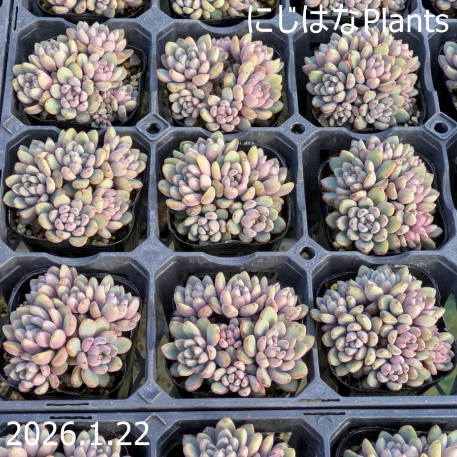 グラプトベリア 'パープルドリーム' : にじはなPlants - 通販 - Yahoo