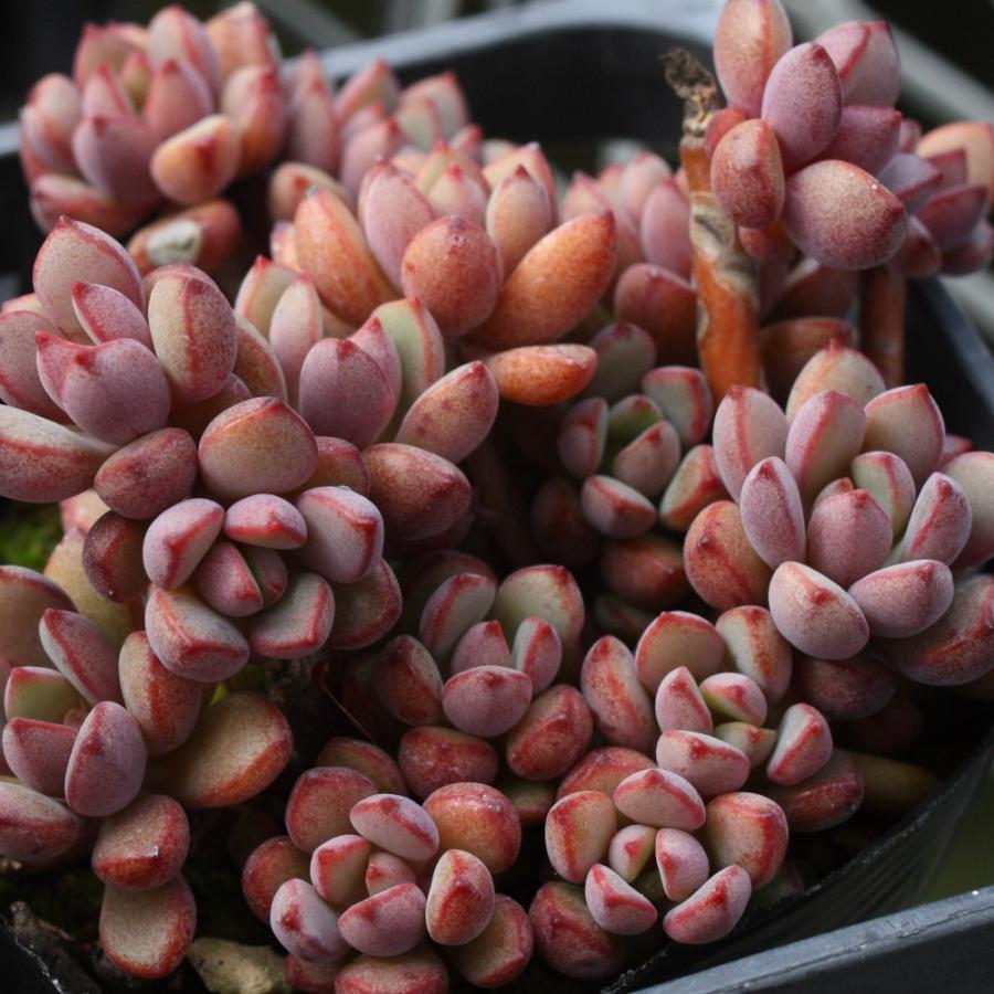 グラプトベリア 'パープルドリーム' : にじはなPlants - 通販 - Yahoo