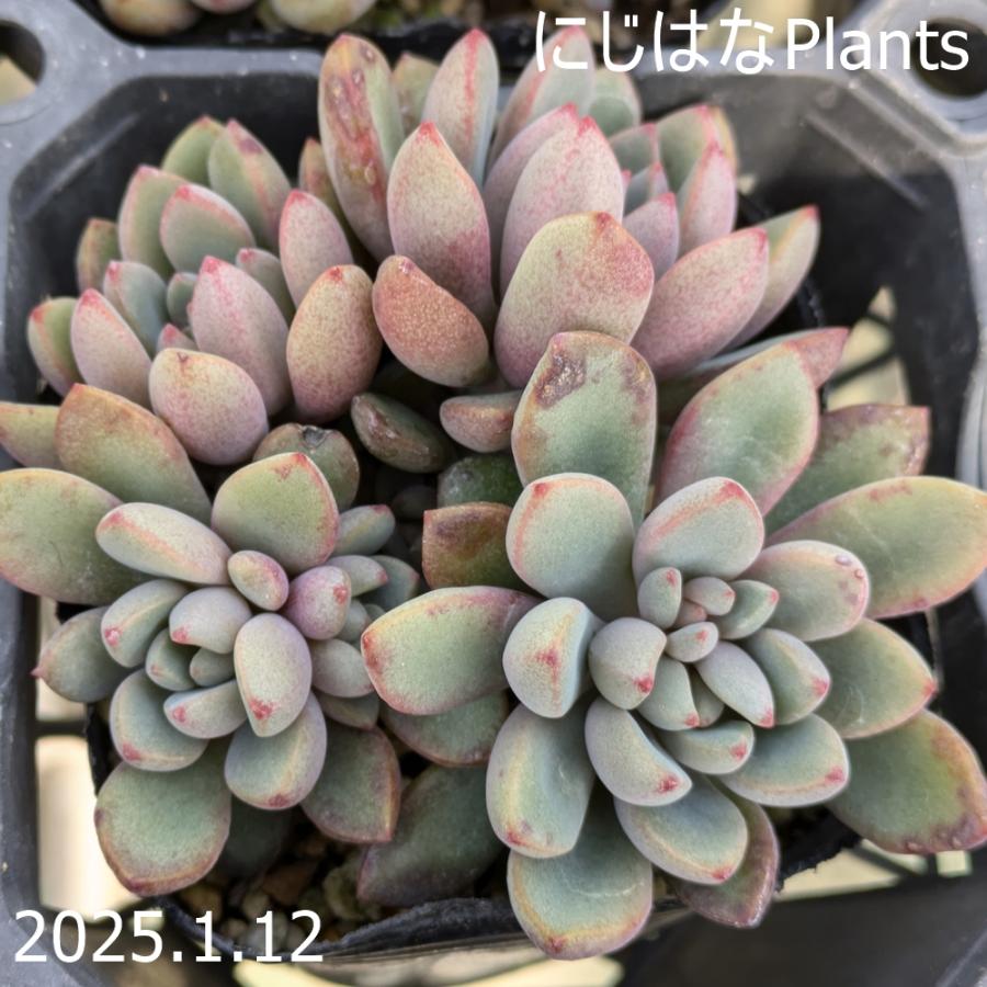 グラプトベリア 'パープルドリーム' : にじはなPlants - 通販 - Yahoo