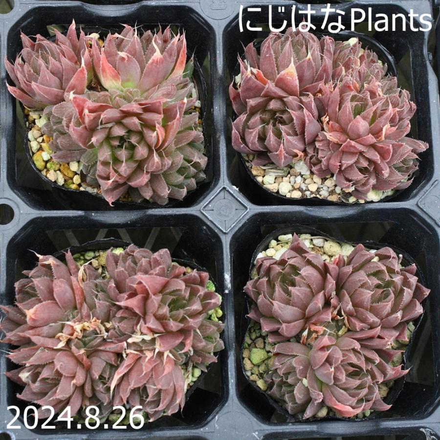 ハオルチア レイトニー : にじはなPlants - 通販 - Yahoo!ショッピング