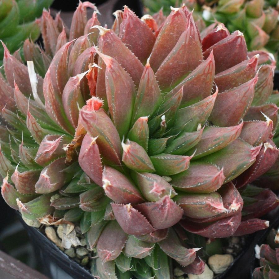 ハオルチア レイトニー : にじはなPlants - 通販 - Yahoo!ショッピング