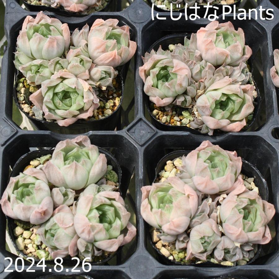 ハオルチア ロゼア : にじはなPlants - 通販 - Yahoo!ショッピング