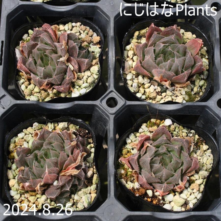 ハオルチア プリングレイ : にじはなPlants - 通販 - Yahoo!ショッピング