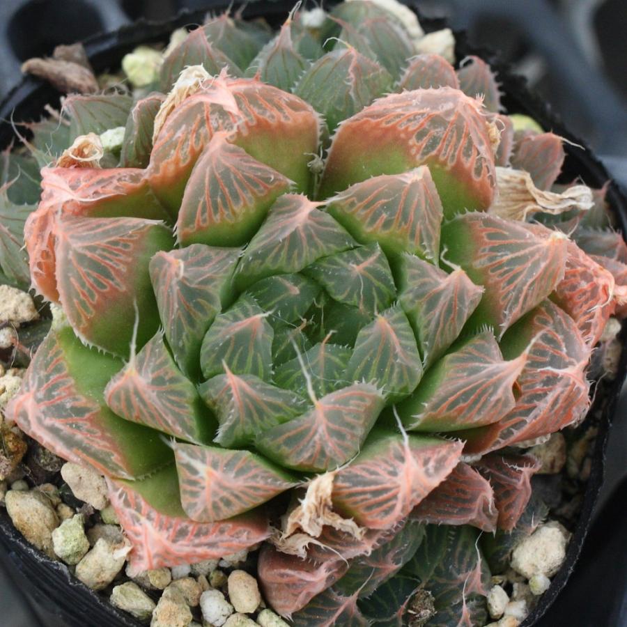 プリン　ハオルチア ハオルチア プリングレイ : にじはなPlants - 通販 - Yahoo!ショッピング