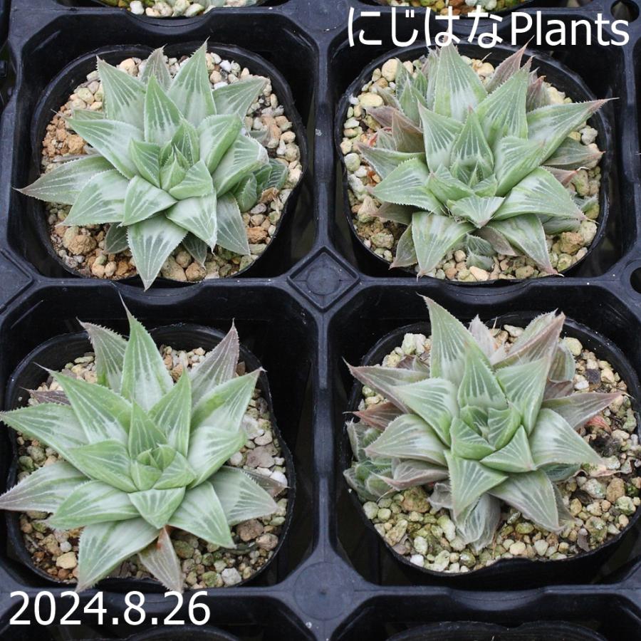 ハオルチア ホワイトゴースト : にじはなPlants - 通販 - Yahoo