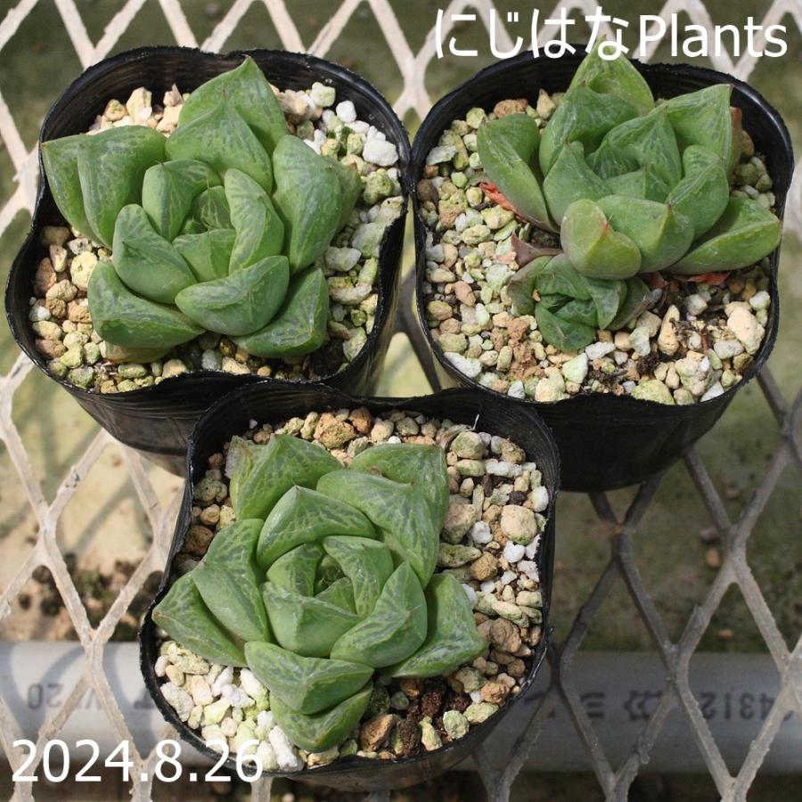 ハオルチア Xクスピダータ : にじはなPlants - 通販 - Yahoo!ショッピング