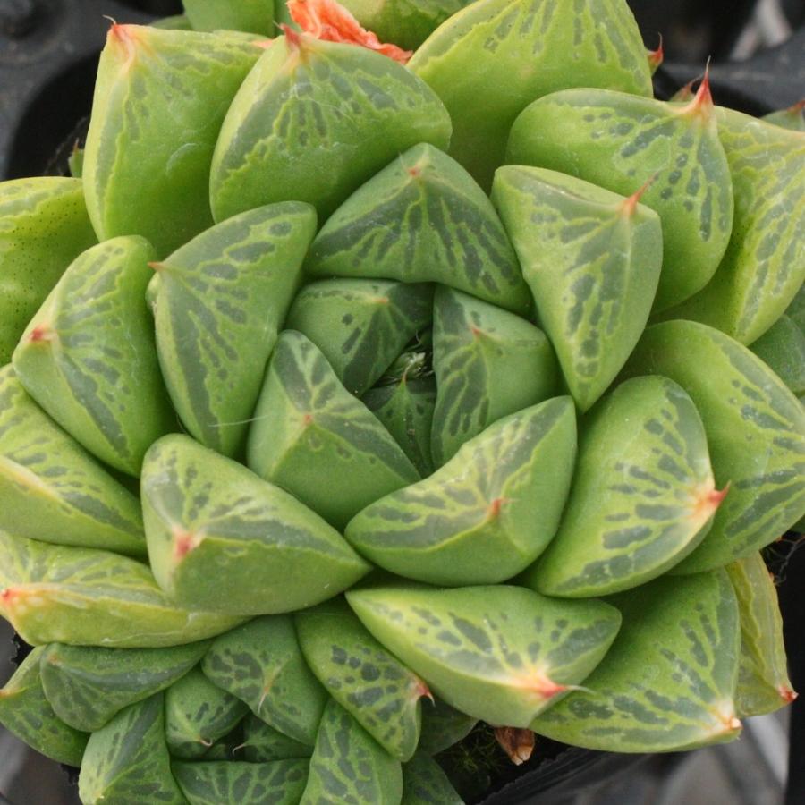 ハオルチア Xクスピダータ : にじはなPlants - 通販 - Yahoo!ショッピング